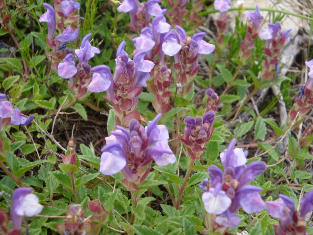 Scutellaria alpina / Scutellaria delle Alpi